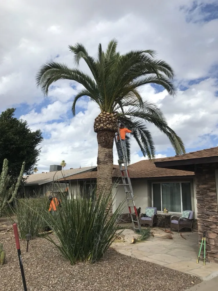 Reliable garden landscaping experts serving Tempe, AZ - Bell de Mar Landscaping & Maintenance