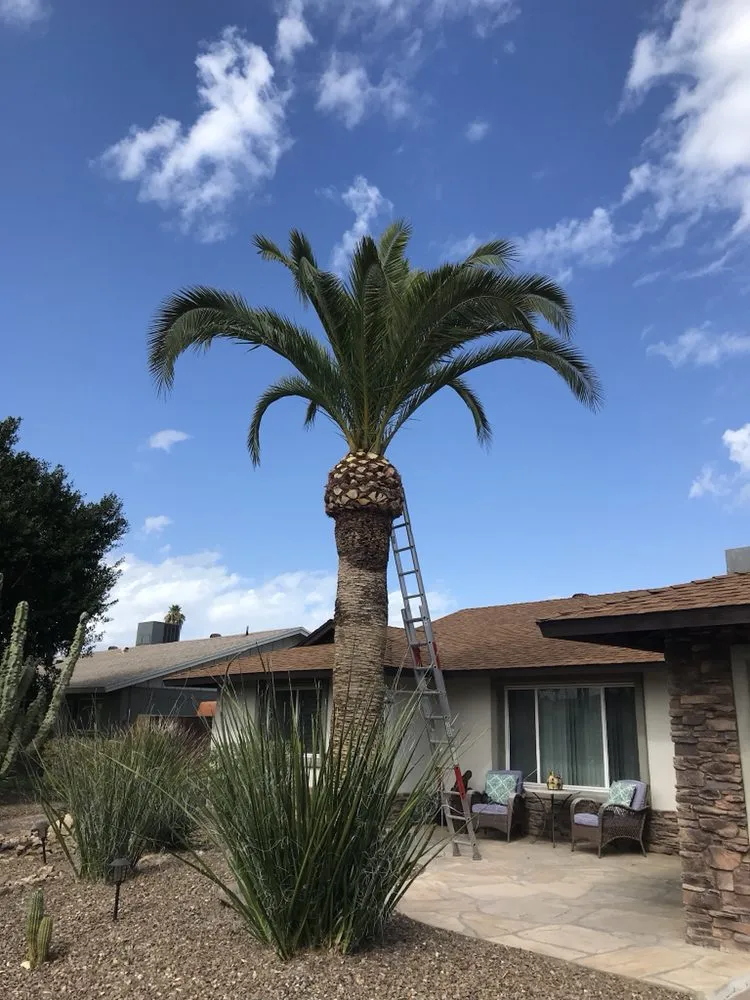 Top-rated lawn care service in Tempe, AZ - Bell de Mar Landscaping & Maintenance