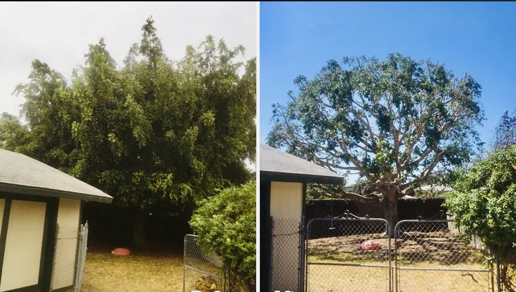 Trusted landscape installation for homes across Tempe, AZ - Bell de Mar Landscaping & Maintenance