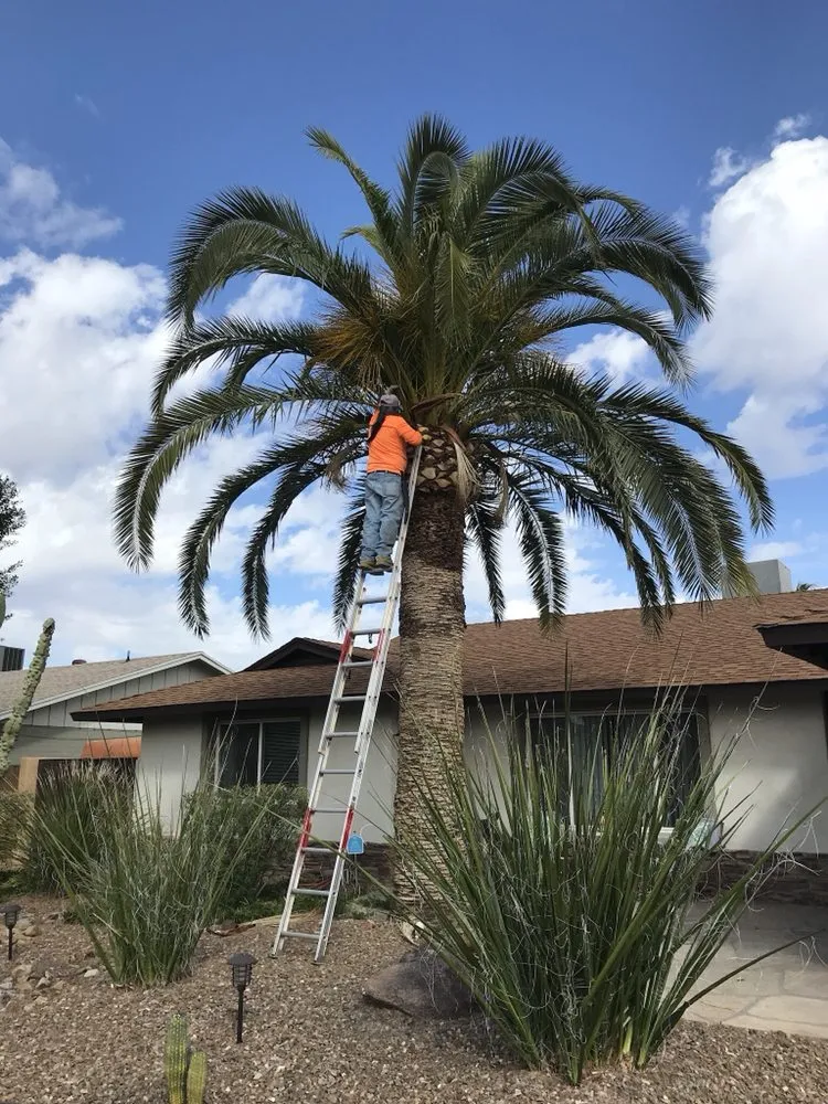Affordable yard cleanup service in Tempe, AZ by Bell de Mar Landscaping & Maintenance