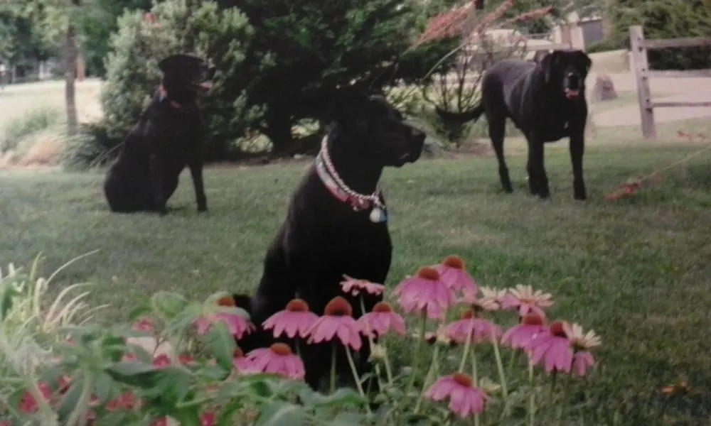 Custom yard maintenance in McKinney, TX - Bell Mowing & Landscaping