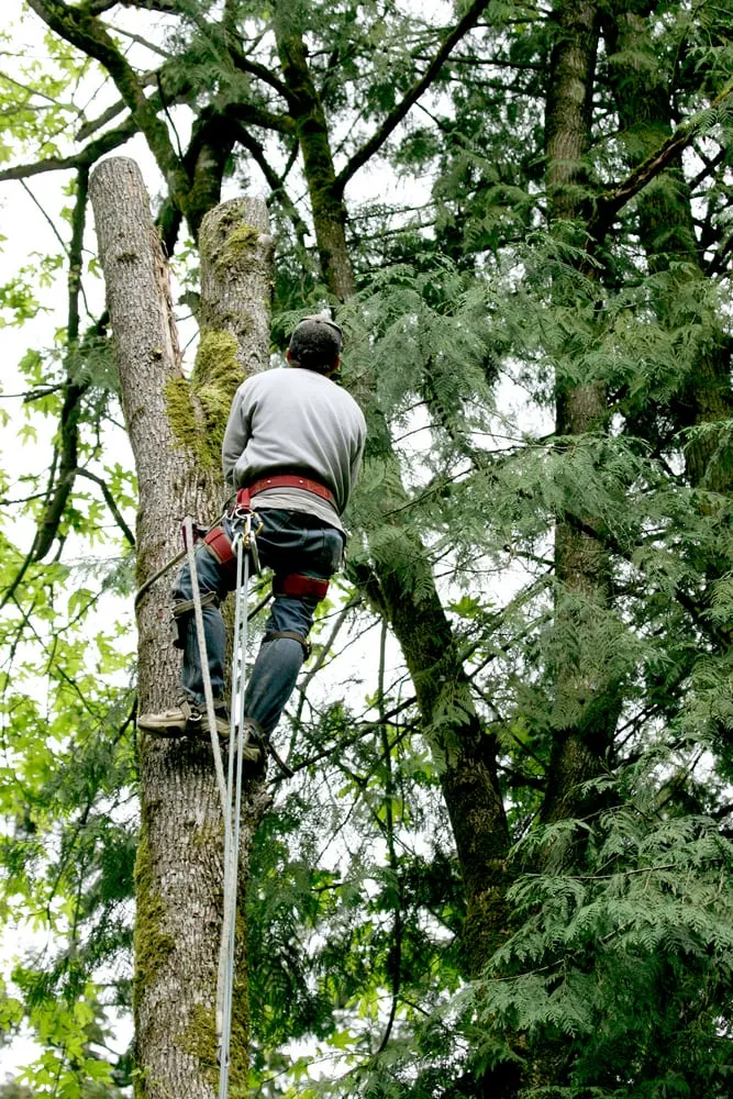 Professional landscaping services with custom design across Waterbury, CT - Bell Tree Services