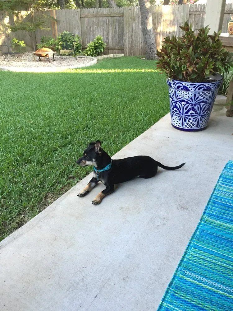 Professional residential landscaping in Austin, TX by Bella Cosa Lawn & Landscape