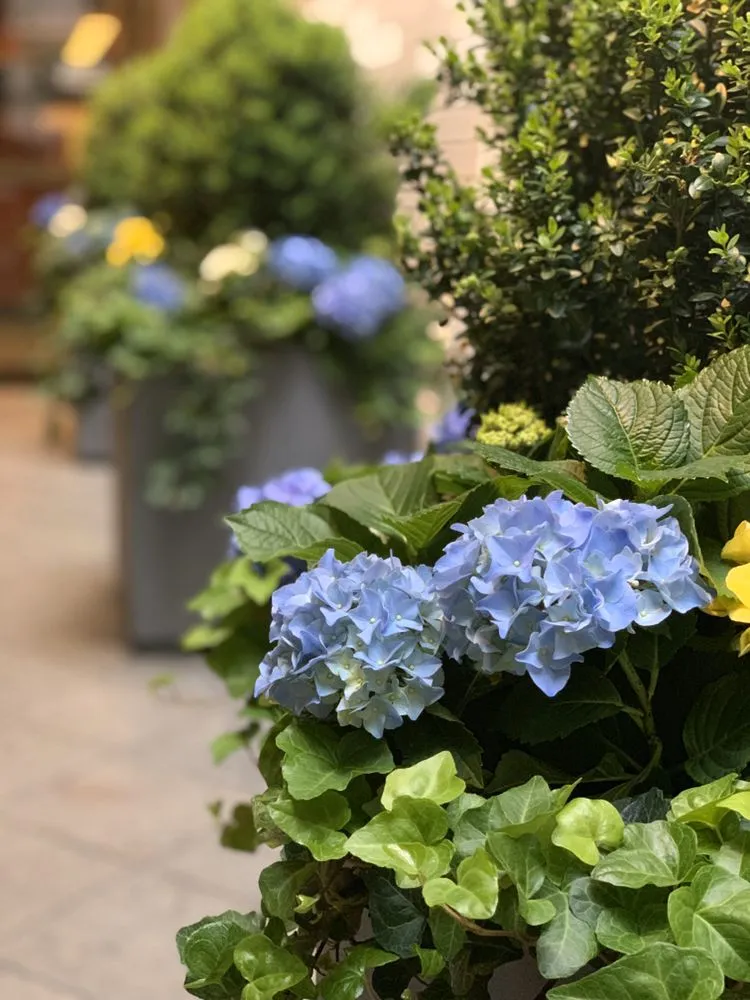 Professional lawn care service in New York, NY - Bella Gardens