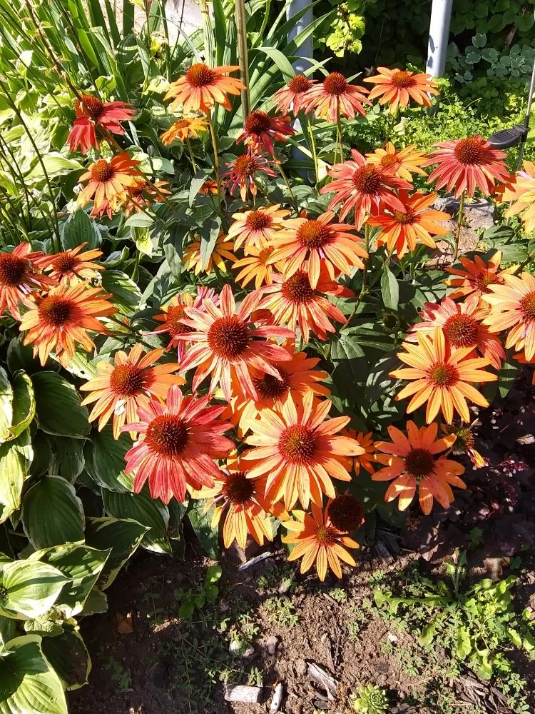 Professional landscape design in Ironwood, MI - Bella Landscaping & Lawn Maintenance