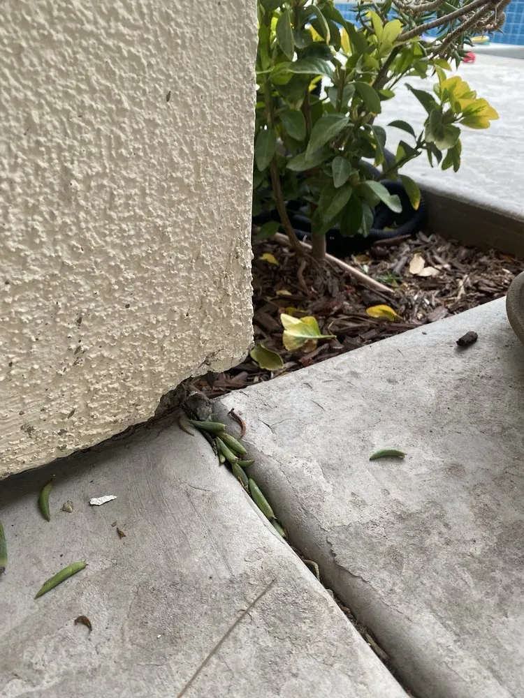 Custom lawn mowing service in Corona, CA - Bella Park INC.