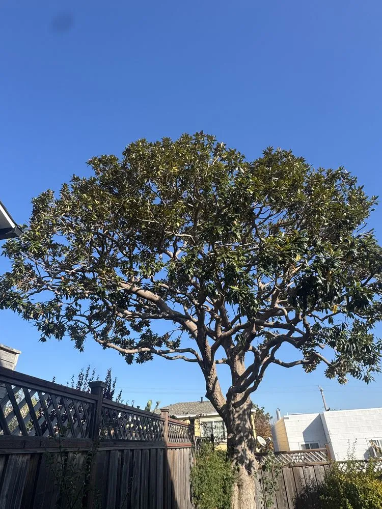 Affordable outdoor landscaping experts serving Burlingame, CA - Bella Terra Landscaping