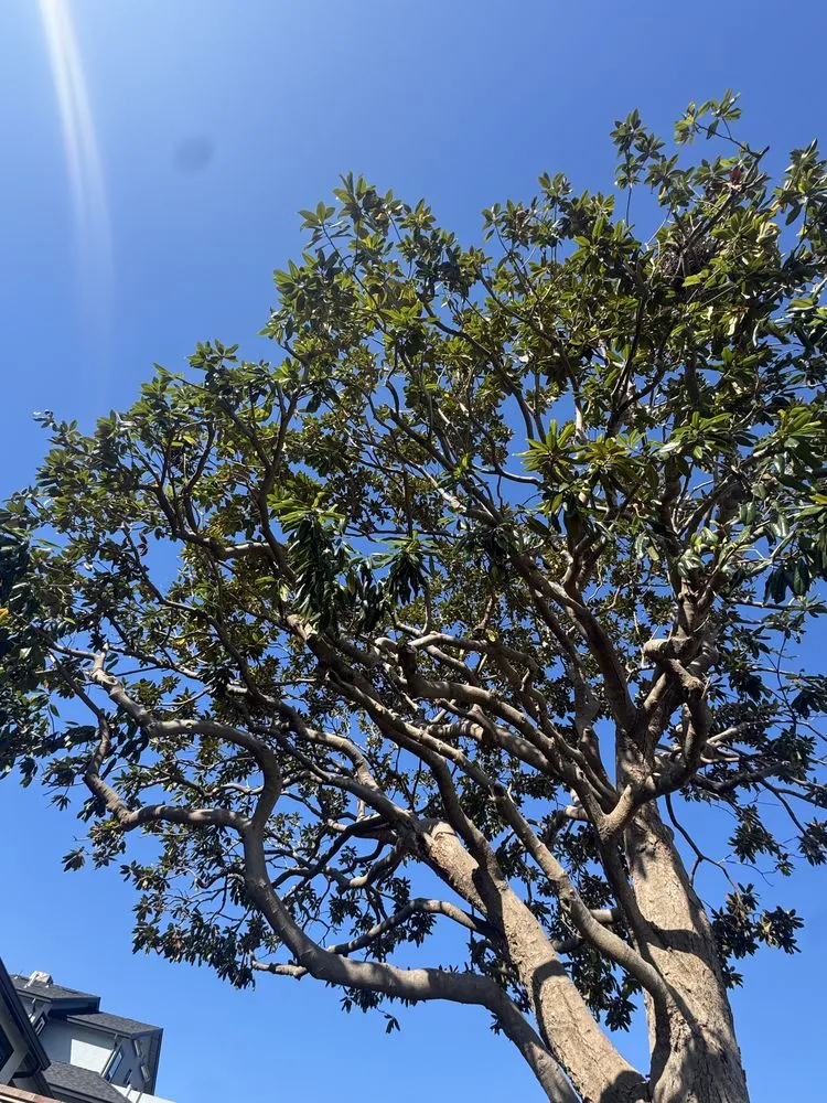 Trusted landscaping services in Burlingame, CA - Bella Terra Landscaping