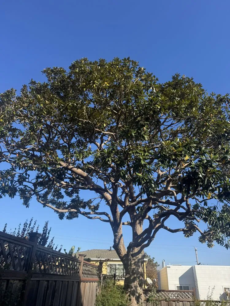 Custom landscape design experts serving Burlingame, CA - Bella Terra Landscaping