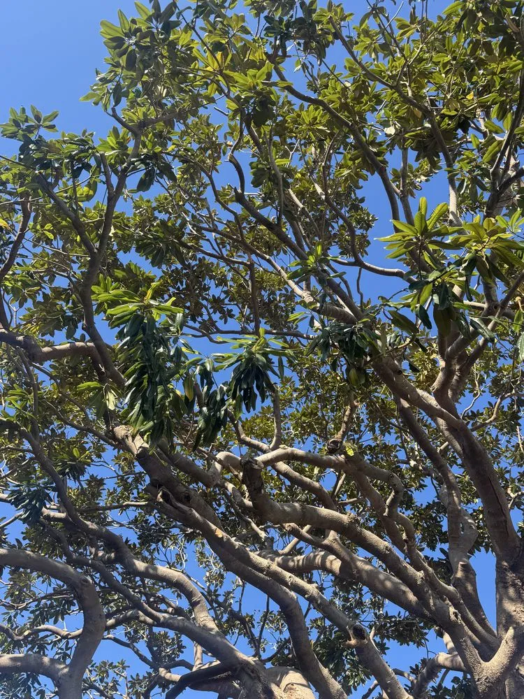 Local garden landscaping in Burlingame, CA - Bella Terra Landscaping