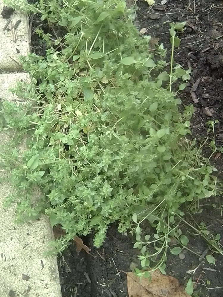 Affordable lawn care service in Groveport, OH - Bella Unique Landscapes and Lawncare