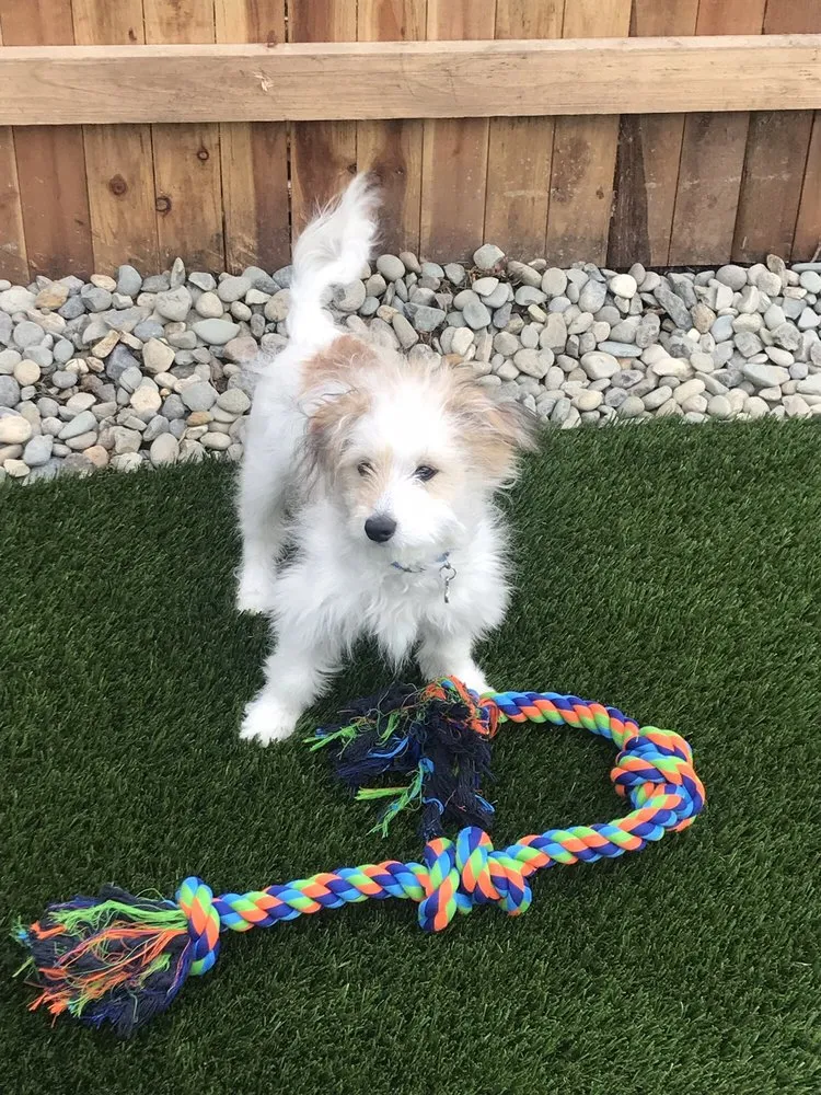 Custom landscape design in Loomis, CA by Bella Vista Artificial Grass & Landscaping