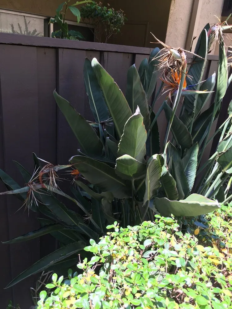 Professional garden landscaping for homes in San Jose, CA by Bella Vista Landscape Service