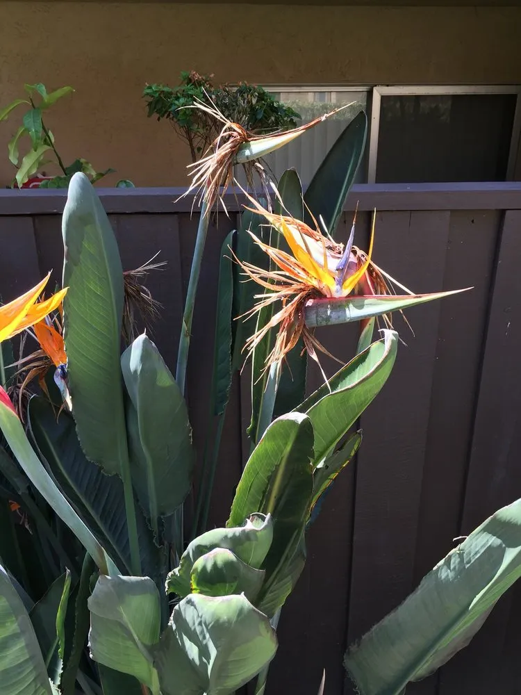 Trusted garden landscaping with custom design across San Jose, CA - Bella Vista Landscape Service