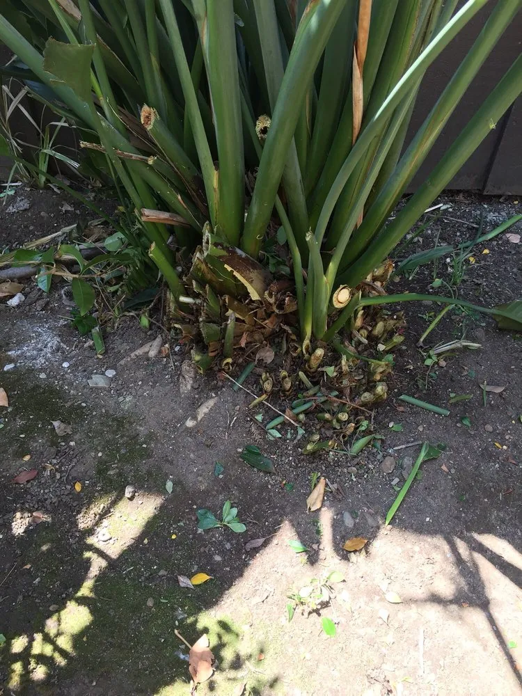 Reliable garden landscaping for year-round maintenance across San Jose, CA - Bella Vista Landscape Service