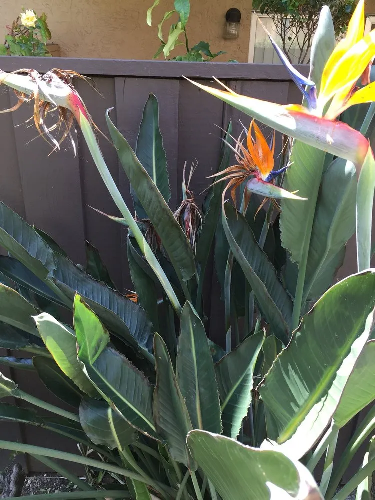 Local yard cleanup service experts serving San Jose, CA - Bella Vista Landscape Service