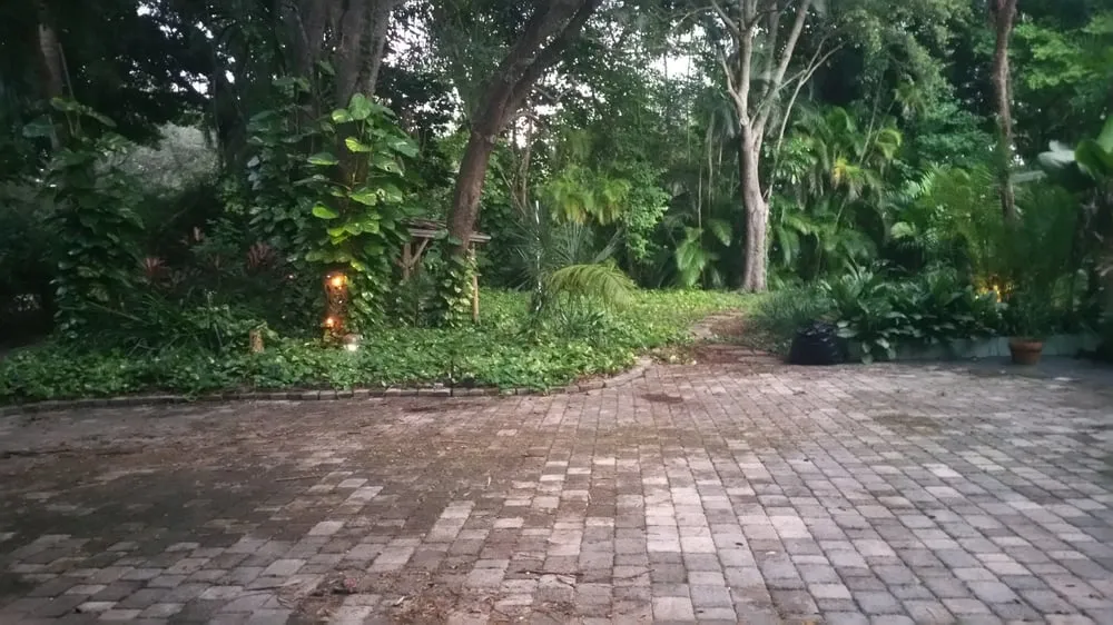 Expert yard maintenance for year-round maintenance in Fort Lauderdale, FL by Bellaivy Lawn Service