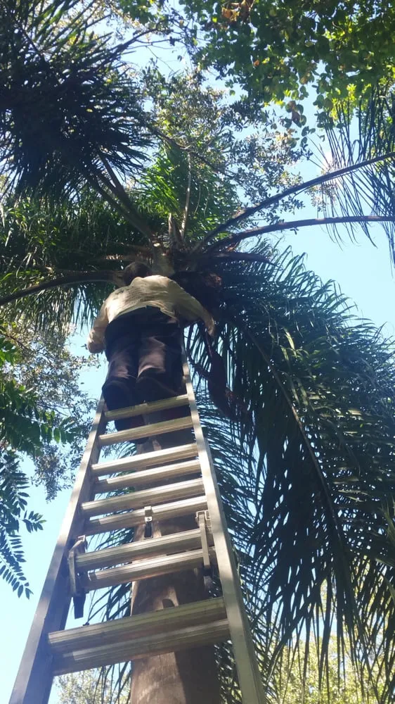 Top-rated garden landscaping experts serving Fort Lauderdale, FL - Bellaivy Lawn Service