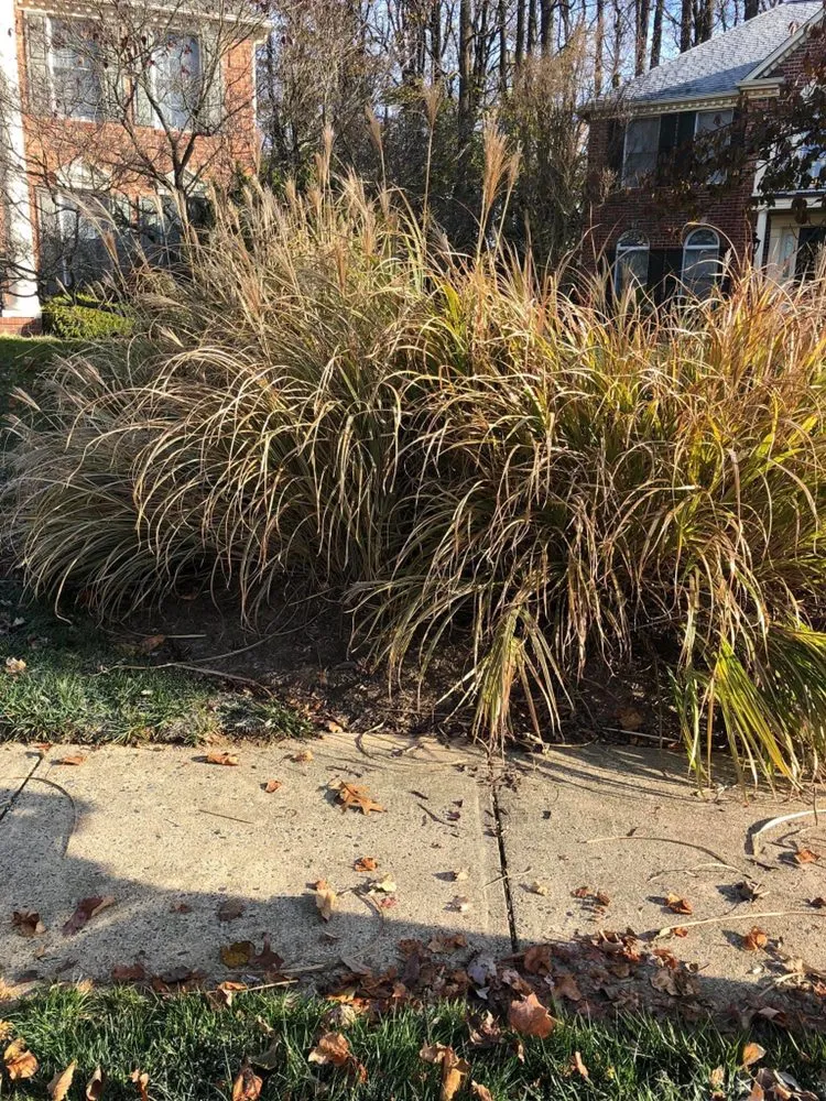 Professional landscaping services near you across Forest Hill, MD - Bellamy Lawn Care