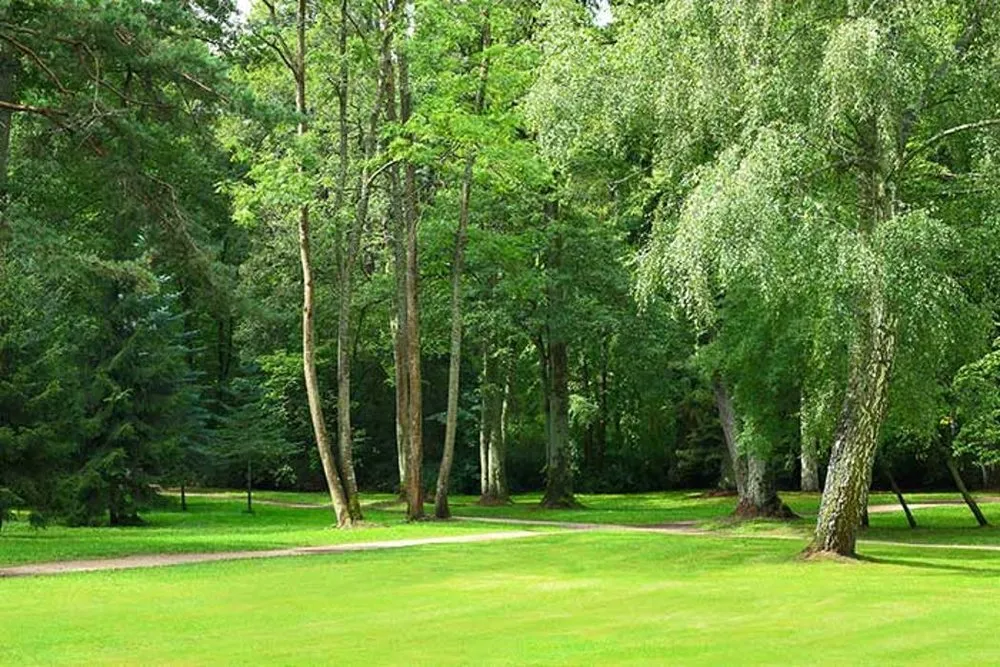 Custom yard cleanup service in White Plains, NY by Bellantoni Landscapes