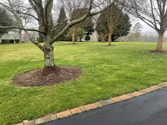 Bellas Premier Landscaping Logo