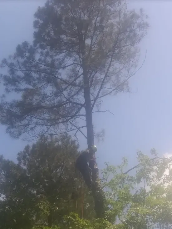 Reliable outdoor landscaping for year-round maintenance in Raleigh, NC by Bella's Tree & Landscaping