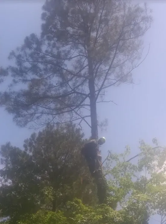 Top-rated residential landscaping in Raleigh, NC - Bella's Tree & Landscaping