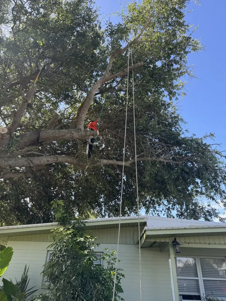 Affordable outdoor landscaping in Orlando, FL - Bella’s Vision Services