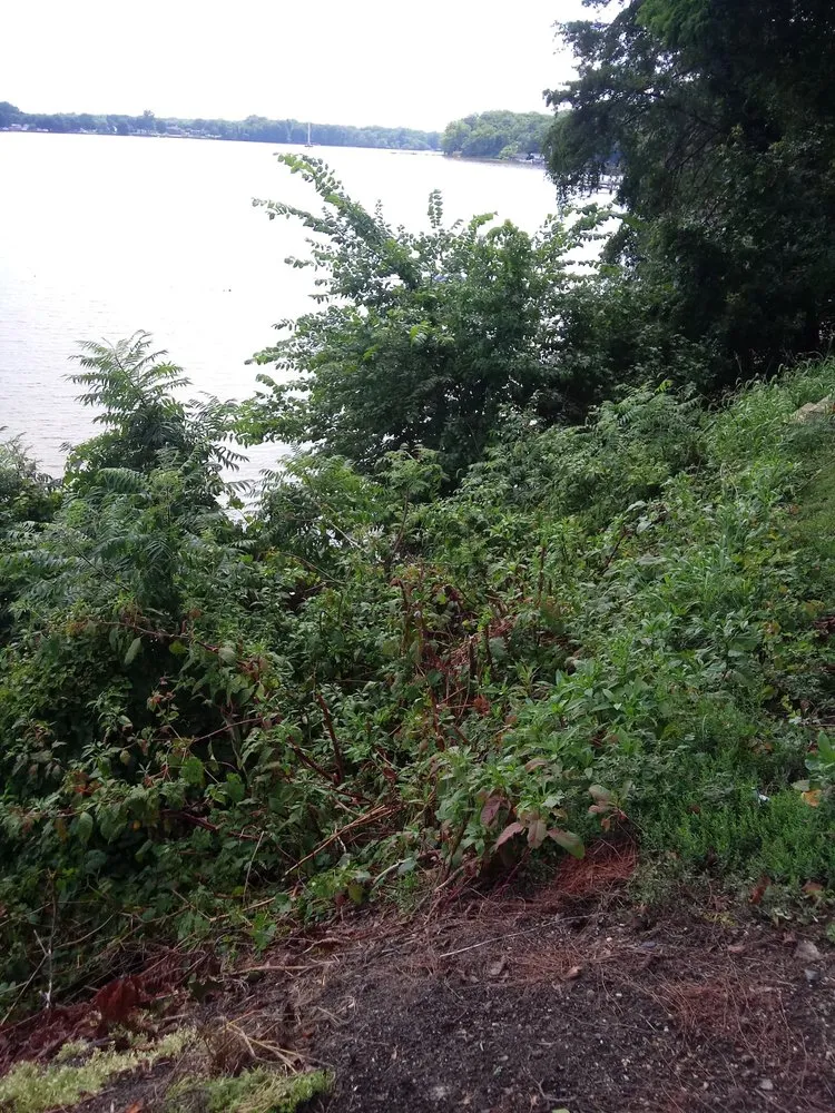 Reliable lawn mowing service in White Marsh, MD by Bellascape Landscaping