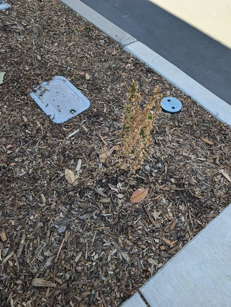 Top-rated landscaping services for beautiful yards in Rancho Cordova, CA by BellaVista Landscape Services