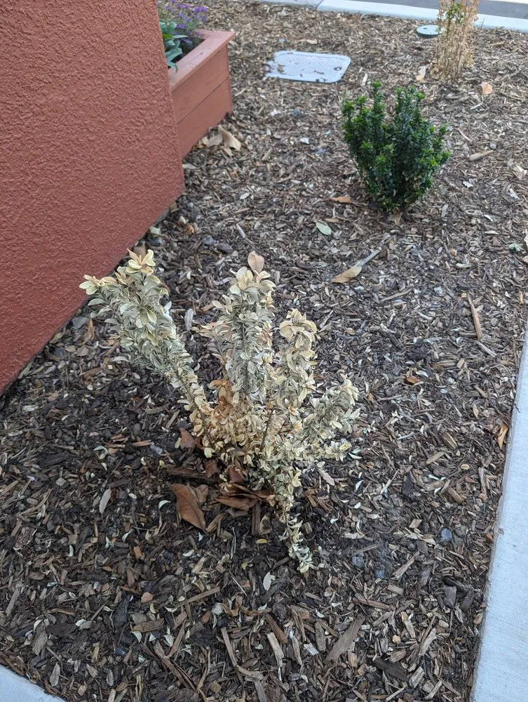 Top-rated outdoor landscaping experts serving Rancho Cordova, CA - BellaVista Landscape Services