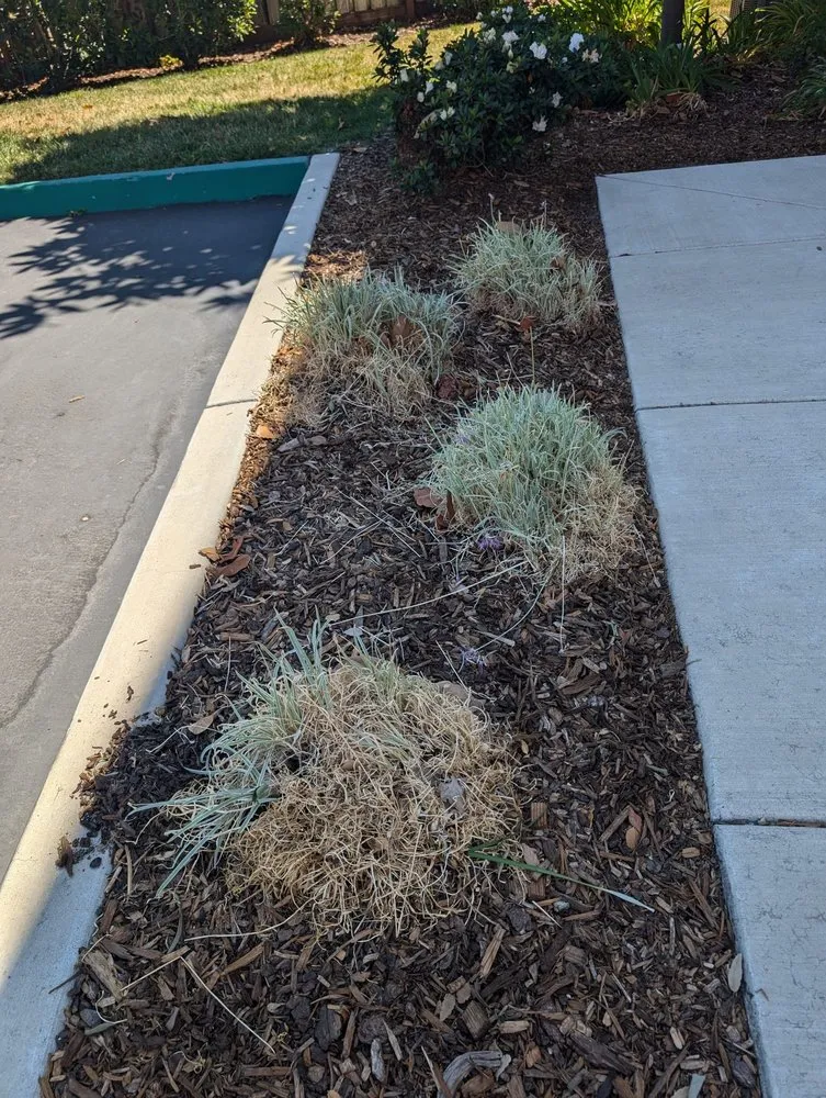 Reliable yard maintenance in Rancho Cordova, CA - BellaVista Landscape Services