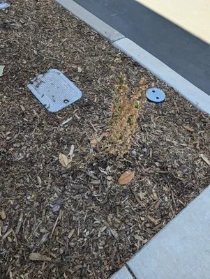 BellaVista Landscape Services Logo