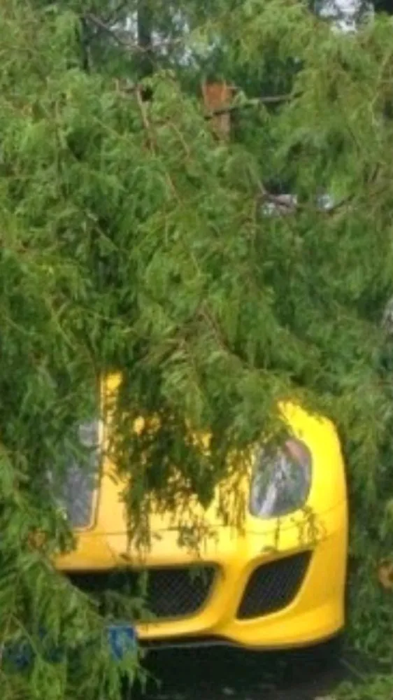 Local outdoor landscaping in Belle Meade, TN - Belle Meade Arborist's and Landscaping