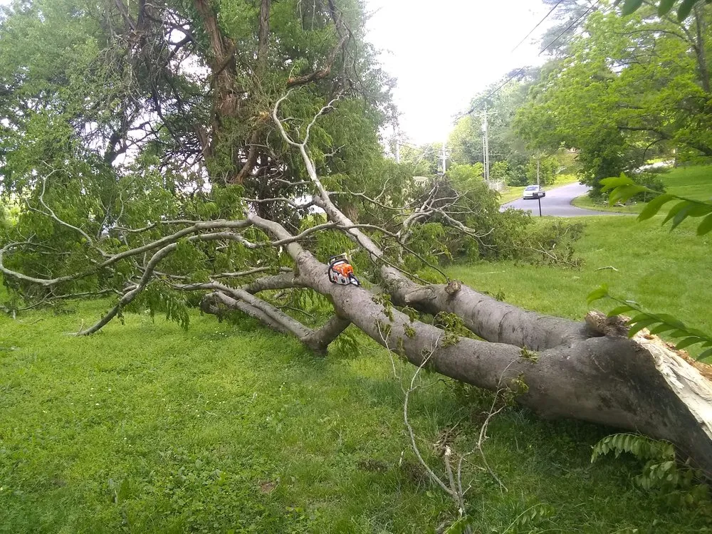 Expert yard cleanup service in Belle Meade, TN - Belle Meade Arborist's and Landscaping