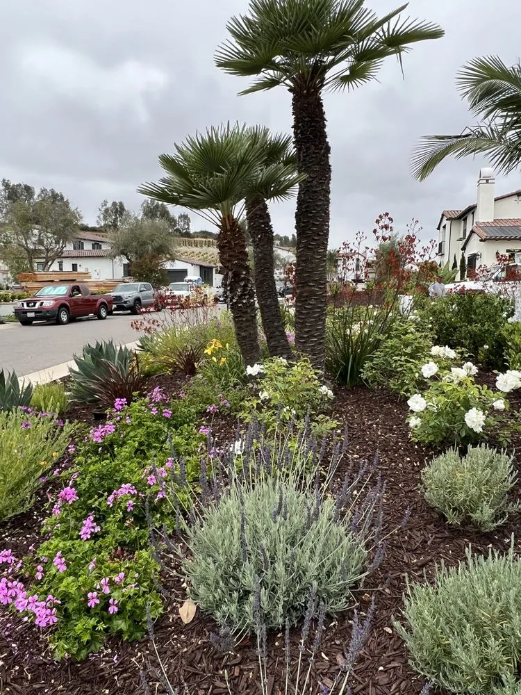 Custom yard cleanup service in San Diego, CA - Belle Terre Landscapes
