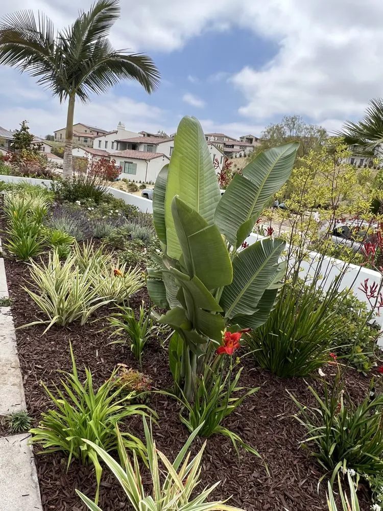 Professional landscape installation experts serving San Diego, CA - Belle Terre Landscapes