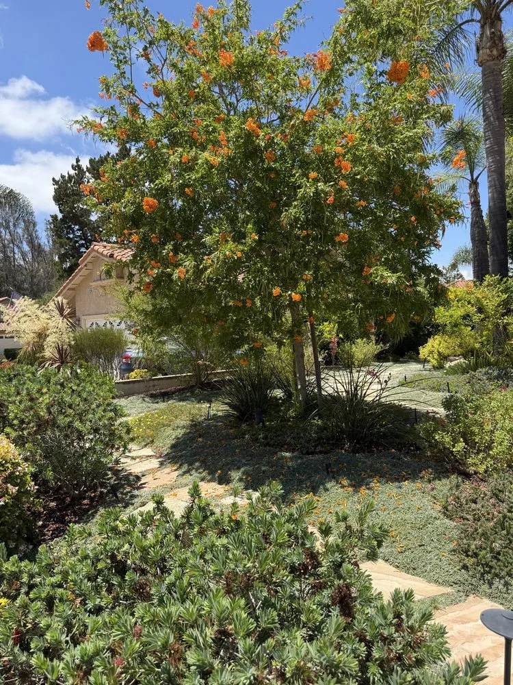 Trusted yard cleanup service for beautiful yards in San Diego, CA by Belle Terre Landscapes