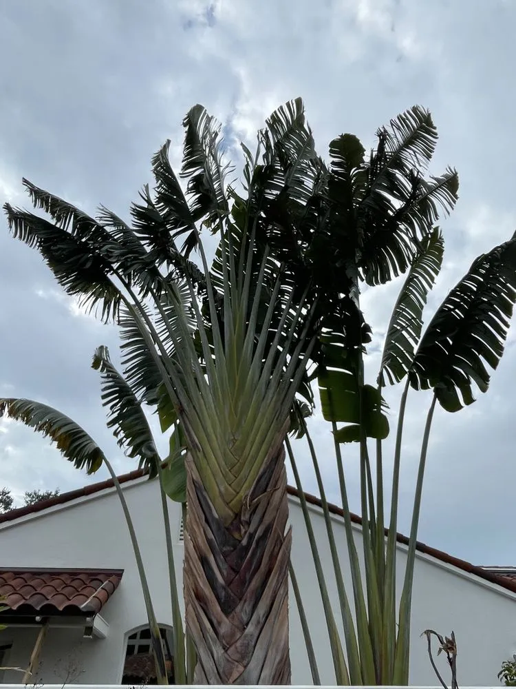 Custom landscaping services for beautiful yards across Treasure Island, FL - Belleair Property Maintenance & Landscaping