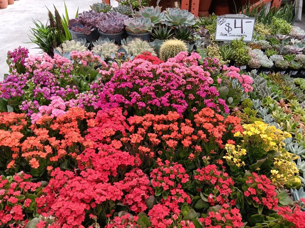 Professional residential landscaping in Bellflower, CA - Bellflower Landscaping