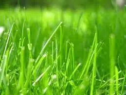 Local lawn mowing service experts serving Bellingham, WA - Bellingham Lawn Care