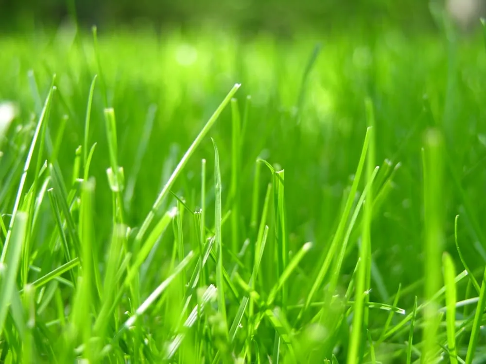 Trusted lawn care service for outdoor upgrades in Bellingham, WA by Bellingham Lawn Care