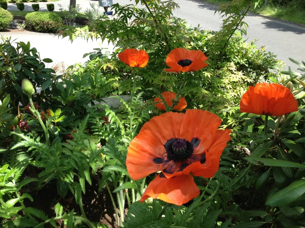 Affordable residential landscaping in Bellingham, WA - Bellingham Lawn Care