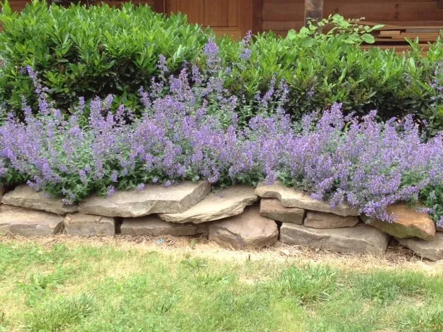 Local landscaping services in Fayetteville, AR - Bellis Lawn & Gardens