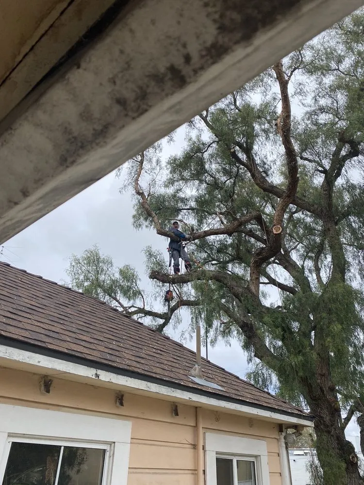 Custom lawn mowing service in Sonora, CA by Bellizzi Tree Service