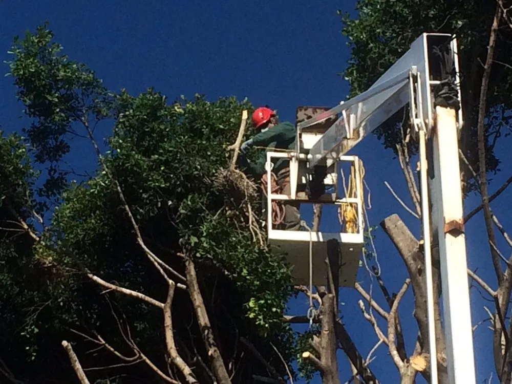 Custom landscape installation with custom design in Sonora, CA by Bellizzi Tree Service