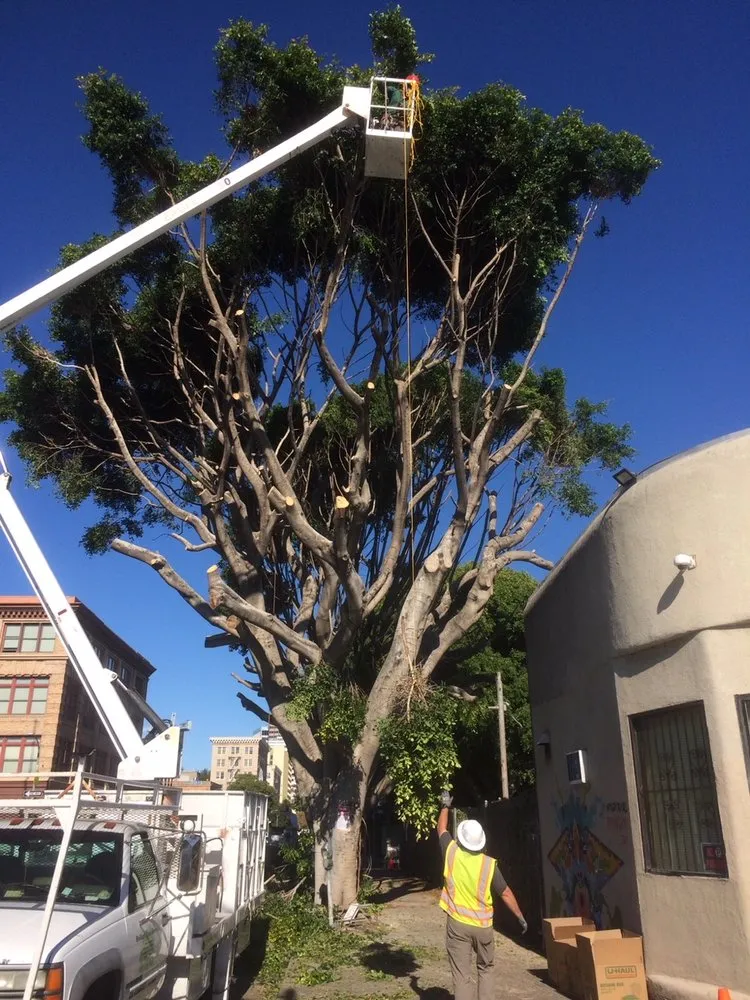 Reliable lawn care service in Sonora, CA - Bellizzi Tree Service