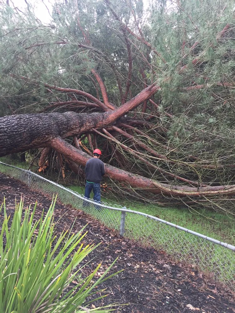 Affordable lawn care service with custom design in Sonora, CA by Bellizzi Tree Service