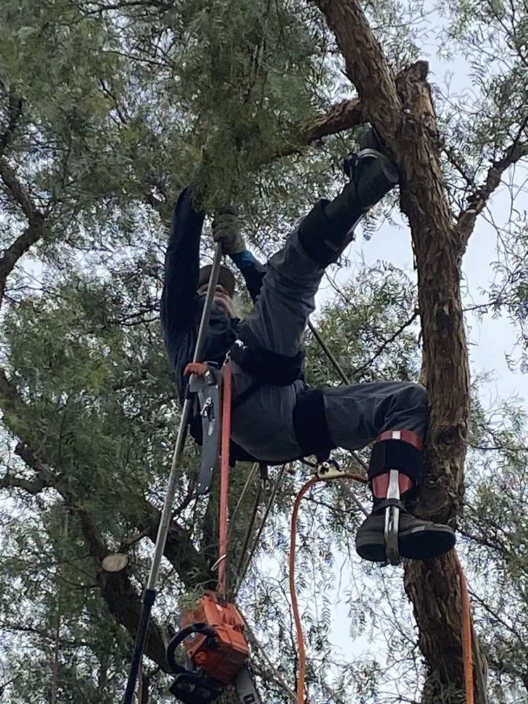 Affordable landscaping services for beautiful yards across Sonora, CA - Bellizzi Tree Service