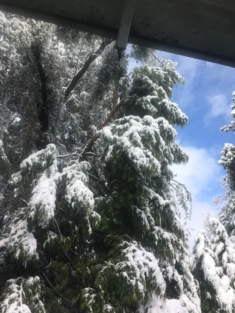 Custom yard maintenance in Sonora, CA - Bellizzi Tree Service